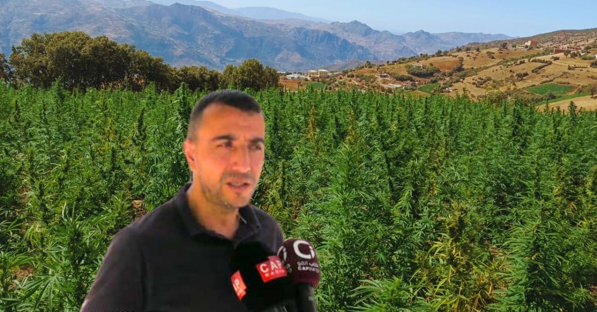 زراعة الكيف