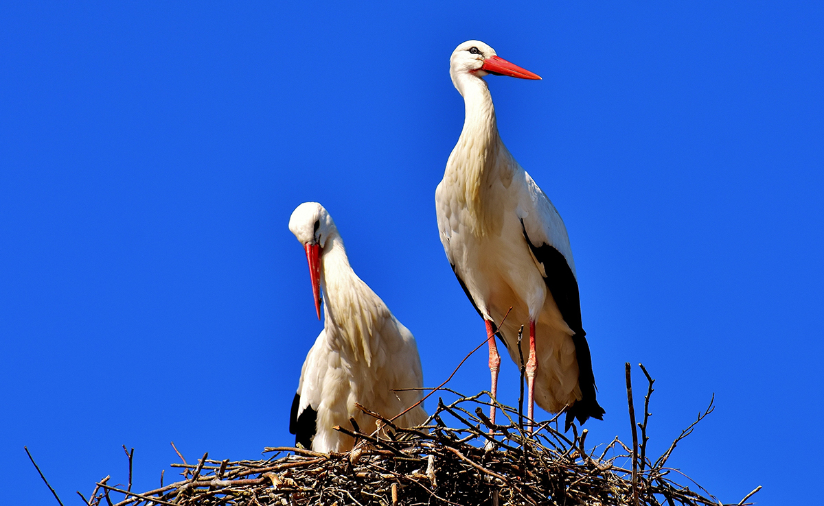 طيور اللقلاق